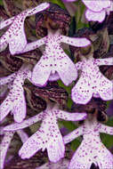 Image of Lady Orchid