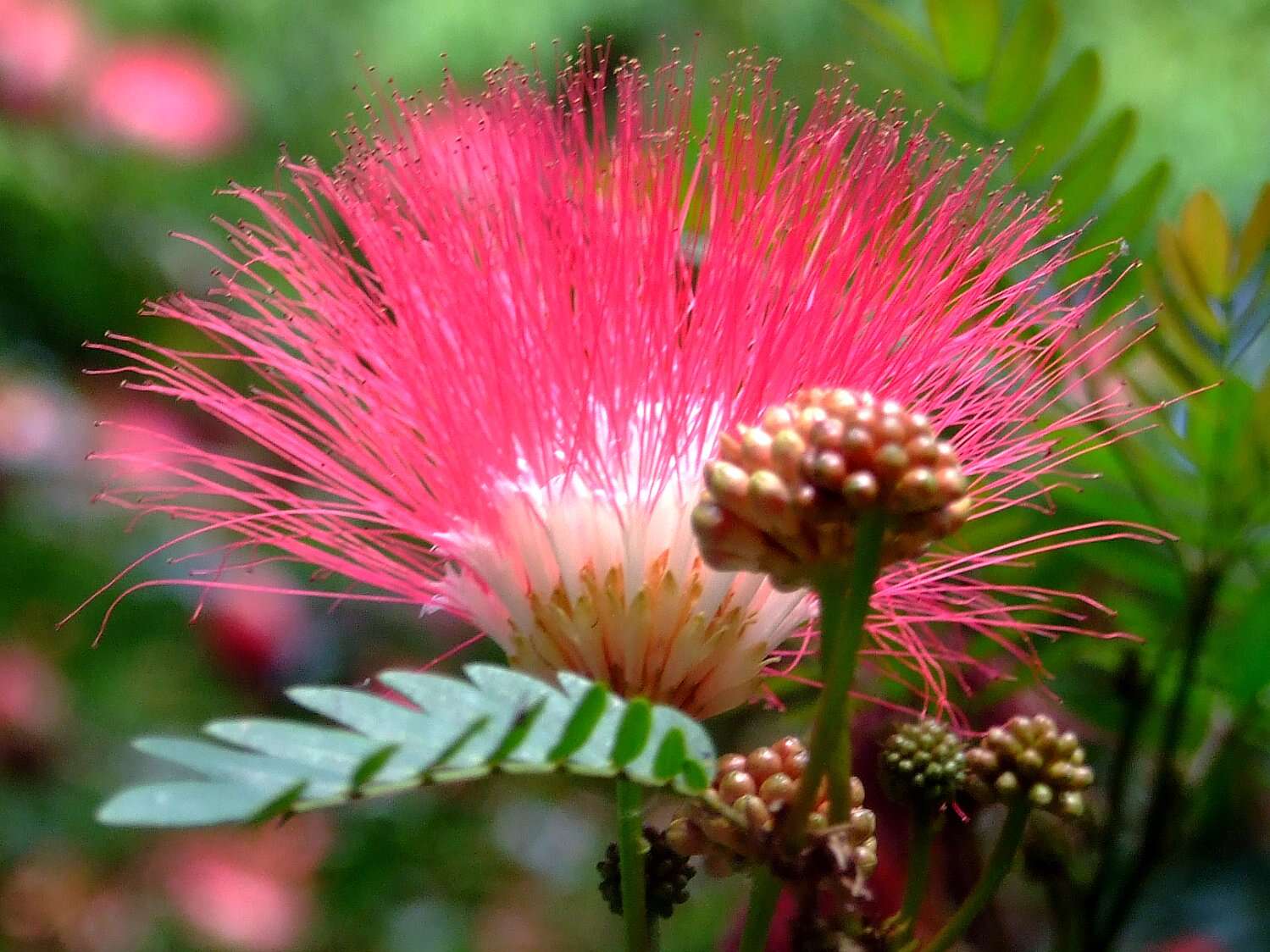 Image of albizia