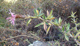 Image of Barnadesia horrida Muschl.