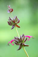 Salvia spathacea Greene resmi