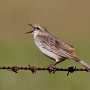 Image of Rufous Songlark