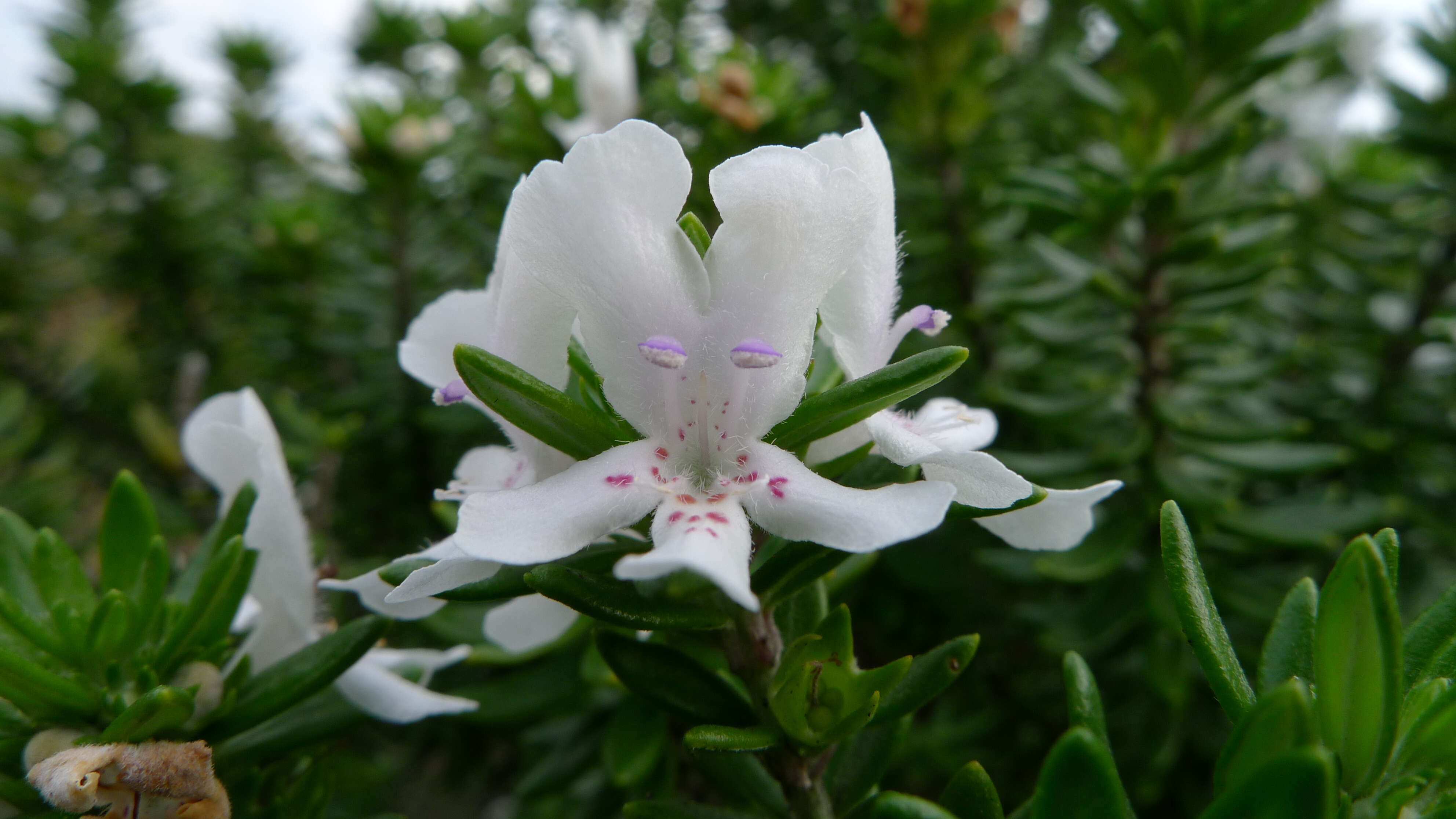 Image of Westringia fruticosa (Willd.) Druce