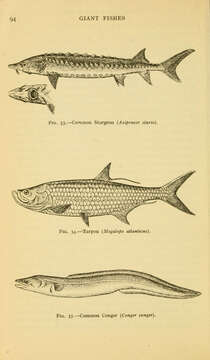 Image of Atlantic Sturgeon