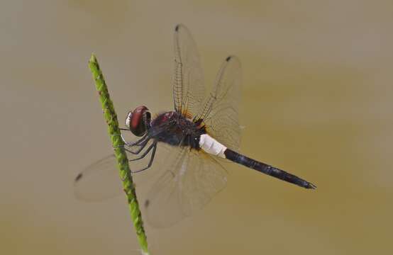 Pseudothemis zonata (Burmeister 1839) resmi