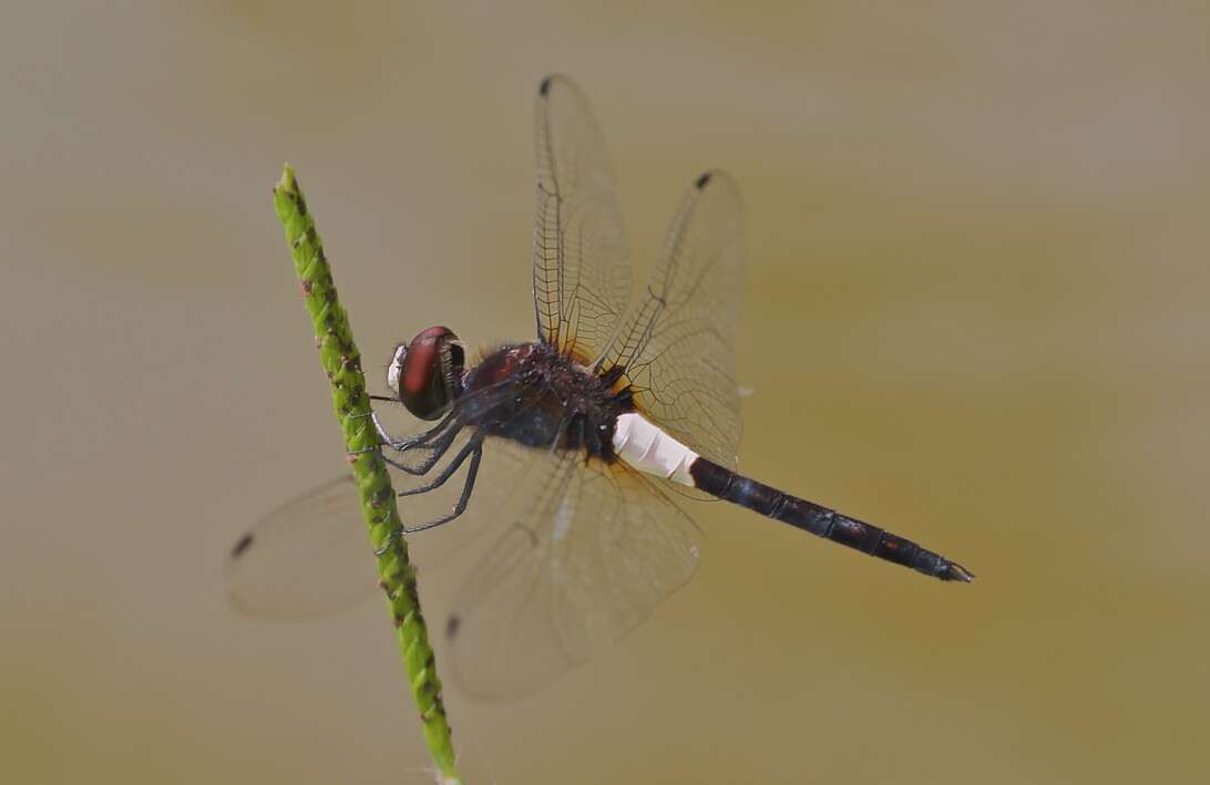 Pseudothemis zonata (Burmeister 1839) resmi