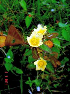 Image of common wireweed