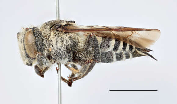 Image of Megachilini