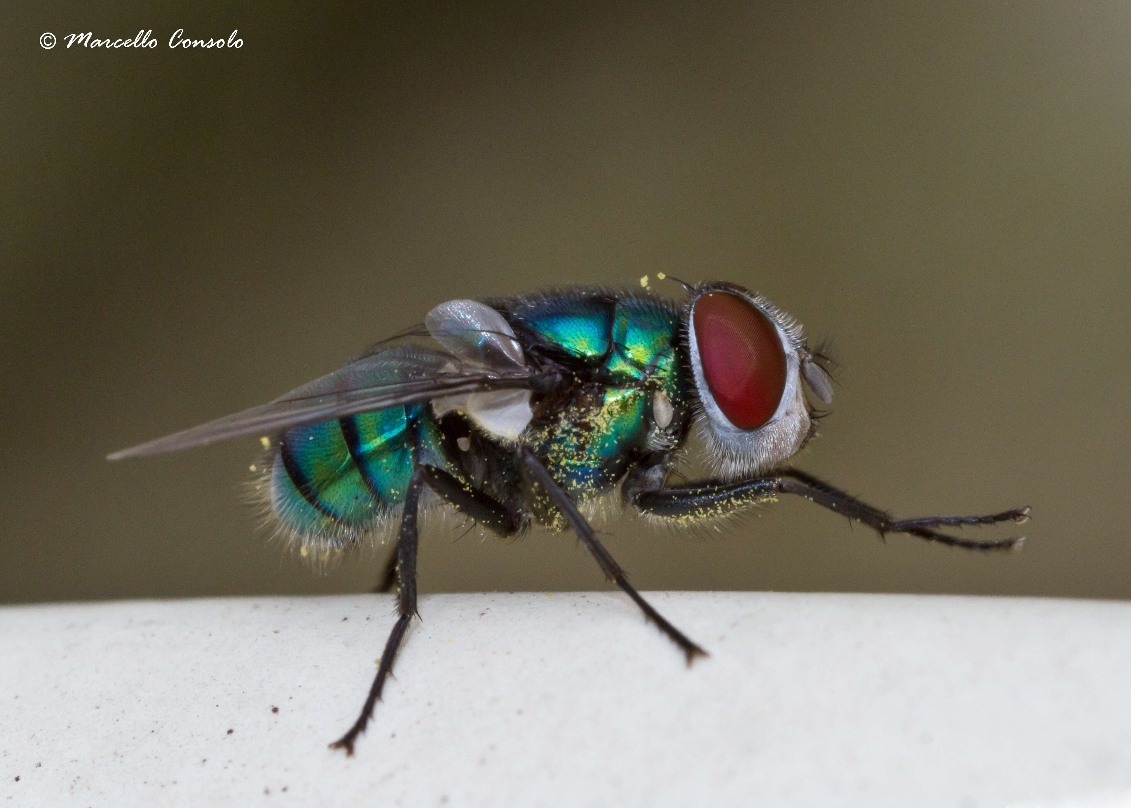 Image of blow flies