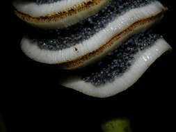 Image of Cyclanthus