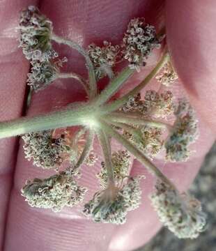 Imagem de Lomatium macrocarpum (Hook. & Arn.) Coult. & Rose