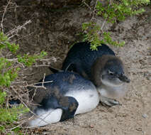 Image of African Penguin