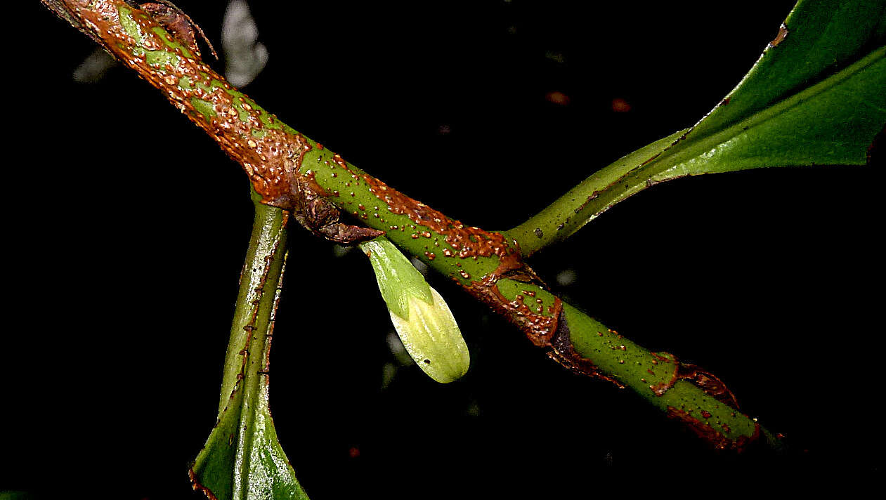 Image of Erythroxylum martii Peyr.