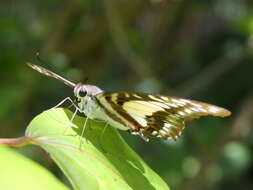 Graphium eurypylus (Linnaeus 1758) resmi