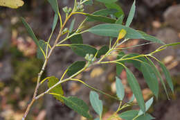 Imagem de Eucalyptus coccifera Hook. fil.