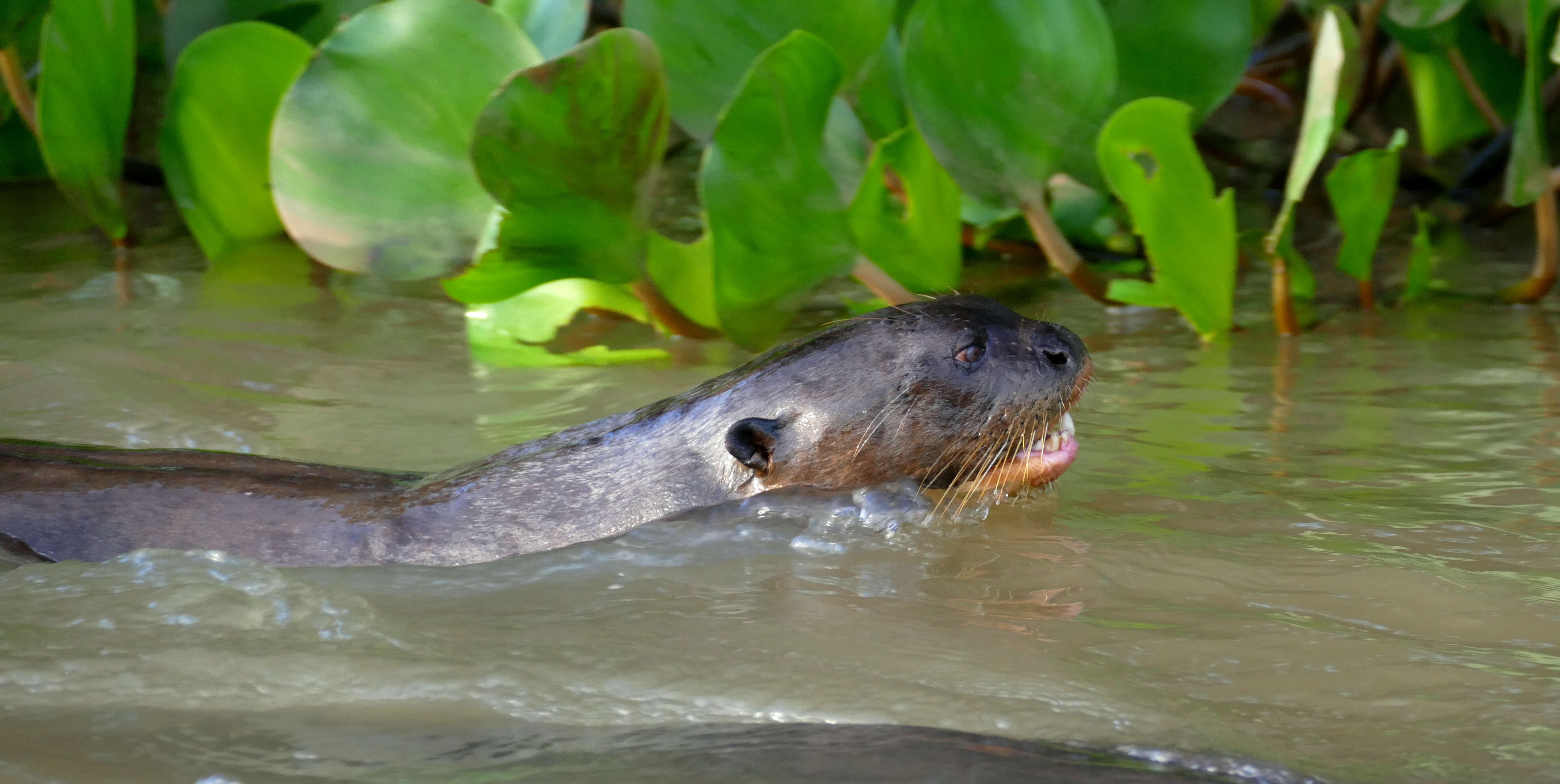 Image of giant otter