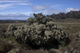 Image of Hakea microcarpa R. Br.