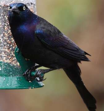 Image of Common Grackle