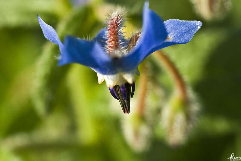 Image of borage