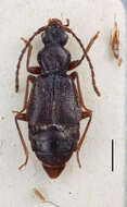 Image of Geodromicus