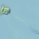 Image of Pseudovorticella vestita (Stokes 1883)