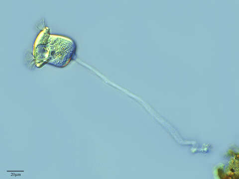 Image of Pseudovorticella Foissner & Schiffmann 1975