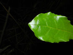 Sivun Terminalia costaricensis (Stace) Gere & Boatwr. kuva