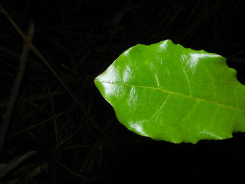 Image of Terminalia costaricensis (Stace) Gere & Boatwr.