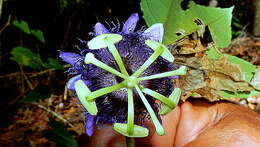 Image of Passiflora cacao Bernacci & M. M. Souza