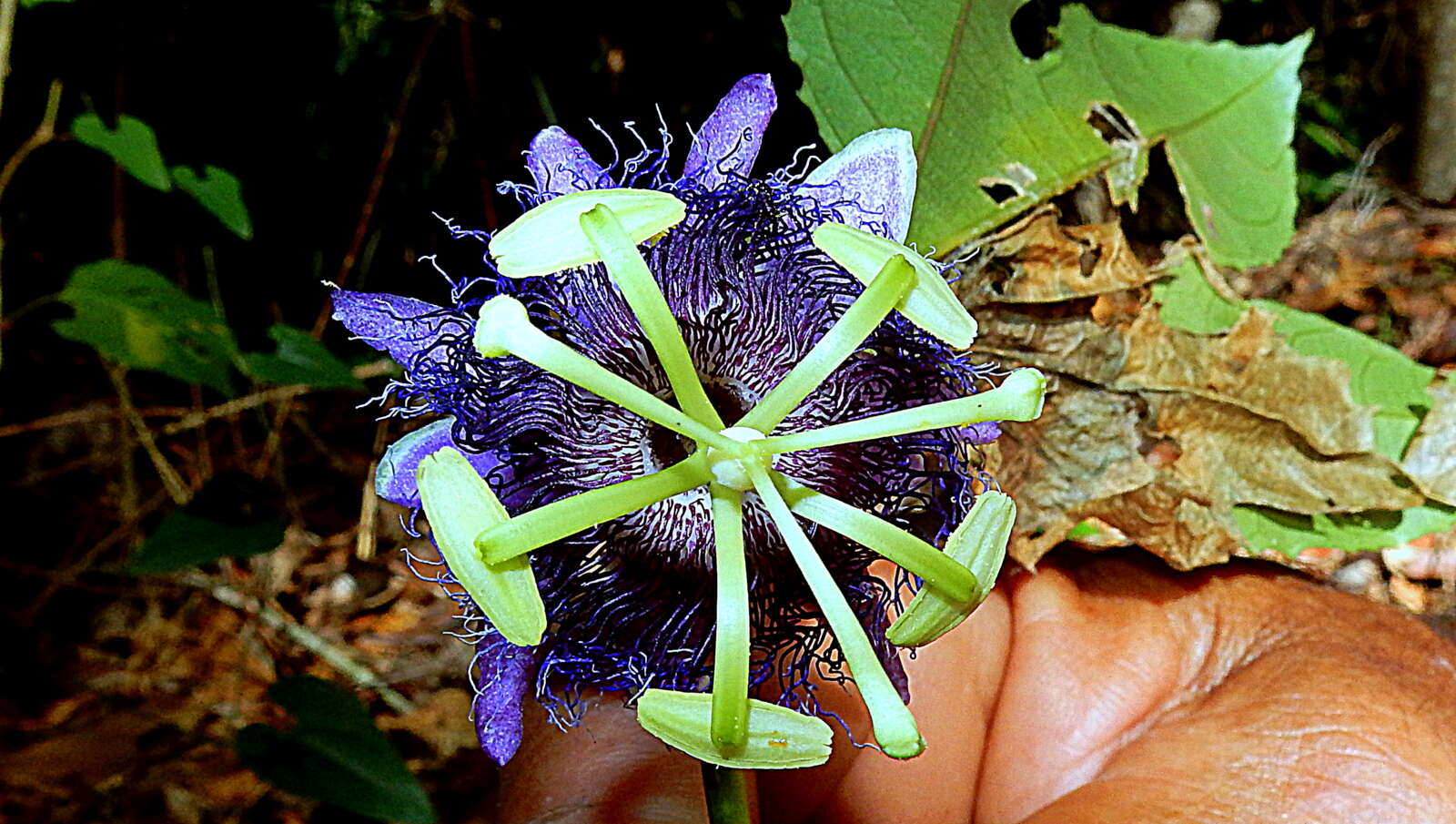 Image of Passiflora cacao Bernacci & M. M. Souza