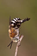 Image of Anthophorine Bees