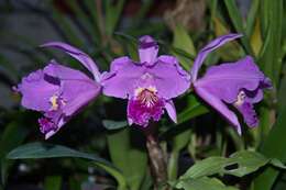 Image of Cattleya lueddemanniana Rchb. fil.