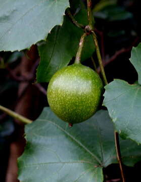 Image of Snake Gourds