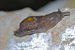 Image of Yellow-shelled semi-slugs