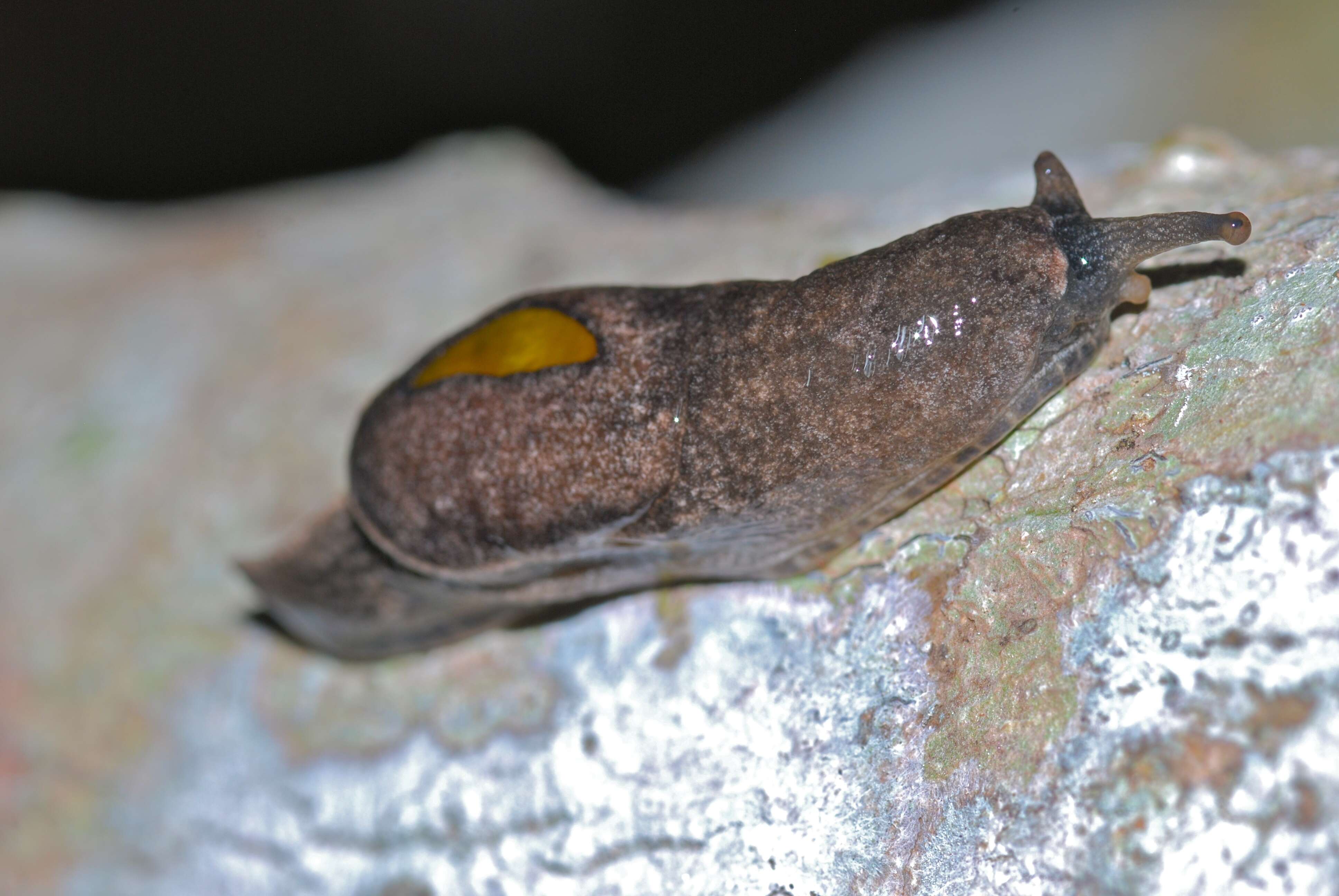 Image of black-faced snails