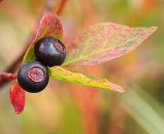 Image of blueberry