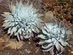 Imagem de Dudleya