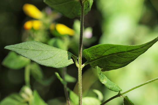 Слика од Melampyrum nemorosum L.