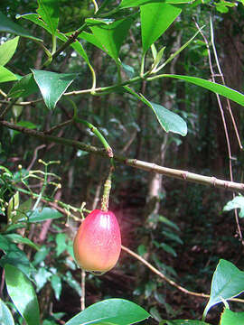 Image of Chrysochlamys glauca (Oerst.) Hemsl.