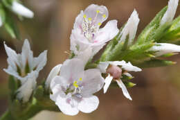 Image of Goniolimon italicum F. Tammaro, S. Pignatti & G. Frizzi