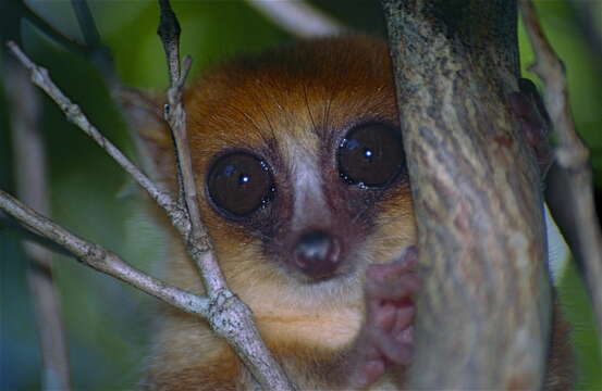 Image of Mouse Lemurs