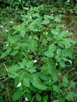 Image of Indian heliotrope