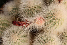 Image of Echinocereus nivosus Glass & R. A. Foster