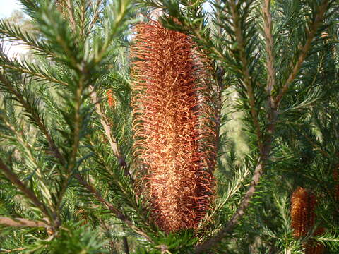 Image of heath-leaf banksia