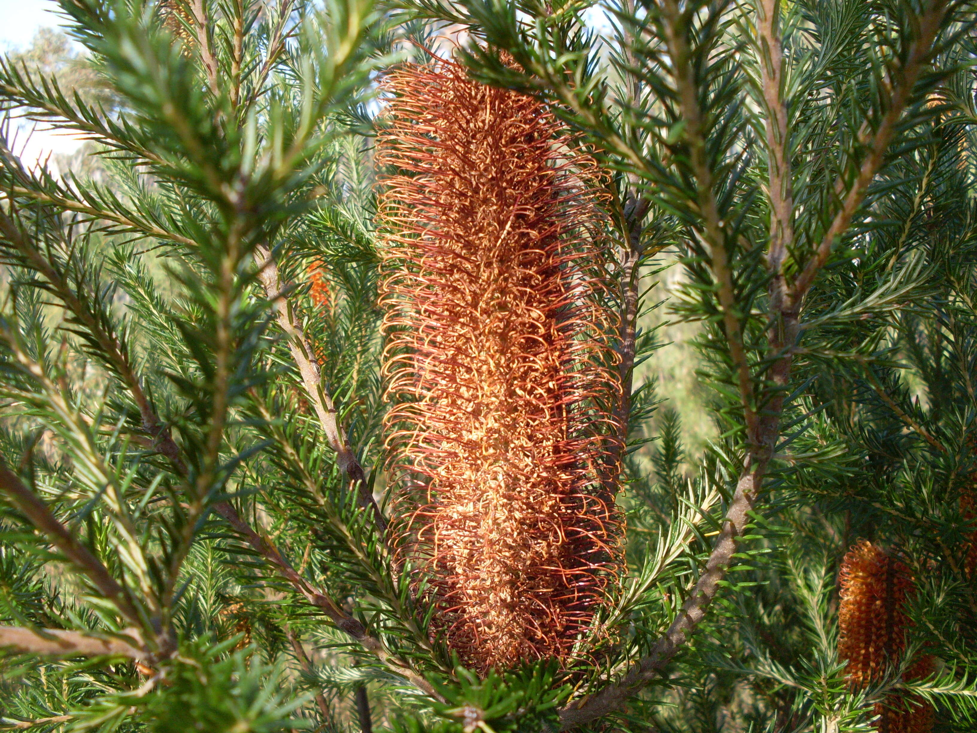 Image of heath-leaf banksia