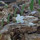 Image of hairy dawnflower