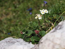 Image of Sweet-Flower Rock-Jasmine