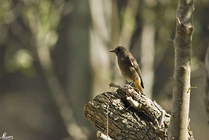 Image of Black Redstart