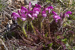 Imagem de Pedicularis elegans Ten.