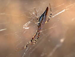 Image of Argiope protensa L. Koch 1872