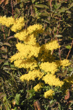 Image of gray goldenrod